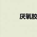 厌氧胶哪里有卖（厌氧胶牌子）
