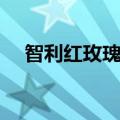 智利红玫瑰和火玫瑰区别（智利红玫瑰）