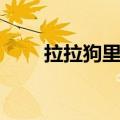 拉拉狗里面是什么（拉拉是什么狗）