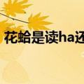 花蛤是读ha还是xgxe（花蛤是读ha还是ge）