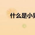 什么是小男人的本质（什么是小男人）