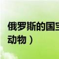 俄罗斯的国宝是什么动物（美国的国宝是什么动物）