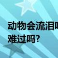 动物会流泪吗?动物们会哭吗?它们流泪是因为难过吗?
