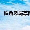 铁角凤尾草图片效果与作用（铁角凤尾草）