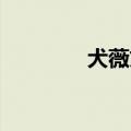 犬薇文 战斗激烈（犬薇文）