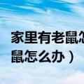 家里有老鼠怎么处理就没有老鼠了（家里有老鼠怎么办）