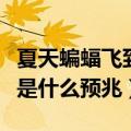 夏天蝙蝠飞到家里是什么预兆（蝙蝠飞到家里是什么预兆）