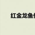 红金龙鱼价格258万图片（红金龙鱼）