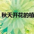 秋天开花的植物大战僵尸（秋天开花的植物）