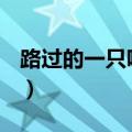 路过的一只吧爆料2021（路过的一只吧 爆料）