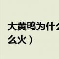 大黄鸭为什么受到人们追捧（大黄鸭为什么这么火）