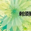 刺须鲶鱼哪里钓（刺须鲶鱼）