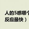 人的5感哪个反应最快（人的五感中哪个感觉反应最快）