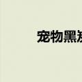 宠物黑炭头怎么样（宠物黑炭头）