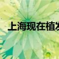 上海现在植发的价格（上海无痕植发价格）