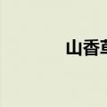 山香草种子的功效（山香草）