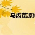 马齿苋凉拌菜的做法（凉拌菜的做法）