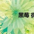 黑莓 微信 支付宝（黑莓 微信）