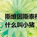 斯维因斯泰格为什么叫小猪（施魏因斯泰格为什么叫小猪）