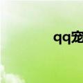 qq宠物熊熊（qq熊熊领养）
