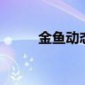 金鱼动态屏保手机版（金鱼屏保）