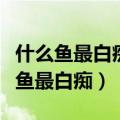 什么鱼最白痴什么鱼最聪明脑筋急转弯（什么鱼最白痴）