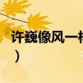 许巍像风一样自由现场版（许巍像风一样自由）