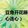 豆角开花藤牵藤,朋友相处心连心（朋友相处心连心）