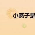 小燕子是乾隆的女儿（乾隆的女儿）