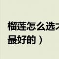 榴莲怎么选才是最好的口感（榴莲怎么选才是最好的）