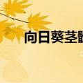 向日葵茎髓可治什么病（向日葵茎髓）