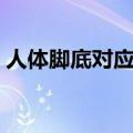 人体脚底对应的器官图（脚底对应的器官图）