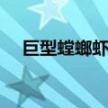 巨型螳螂虾和巨型食人鱼（巨型螳螂虾）