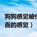 狗狗感觉被什么东西卡住了一样（狗狗卡在里面的感觉）