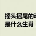 摇头摇尾的动物是什么生肖（摇头摆尾的动物是什么生肖）