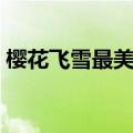 樱花飞雪最美是你歌曲（樱花飞雪最美是你）