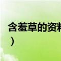 含羞草的资料介绍三年级下册（含羞草的资料）