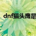 dnf猫头鹰是什么道具（dnf猫头鹰是什么）