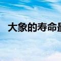 大象的寿命最多能活多少年（大象的寿命）