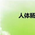 人体肠道的面积（肠道总面积）