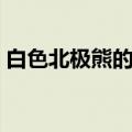 白色北极熊的缰绳绝版（白色北极熊的缰绳）