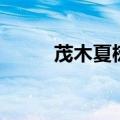 茂木夏树是什么意思（茂木夏树）