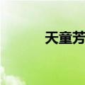 天童芳美（关于天童芳美简介）