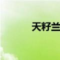 天籽兰花（关于天籽兰花简介）