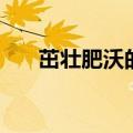 茁壮肥沃的拼音怎么写（茁壮的拼音）
