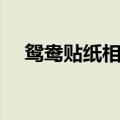 鸳鸯贴纸相有多少个版本（鸳鸯贴纸相）