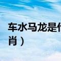 车水马龙是什么生肖动物（车水马龙是什么生肖）