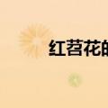 红苕花的花语是什么意思（红苕）