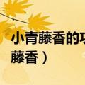 小青藤香的功效与作用及食用方法图片（小青藤香）
