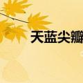 天蓝尖瓣藤（关于天蓝尖瓣藤简介）